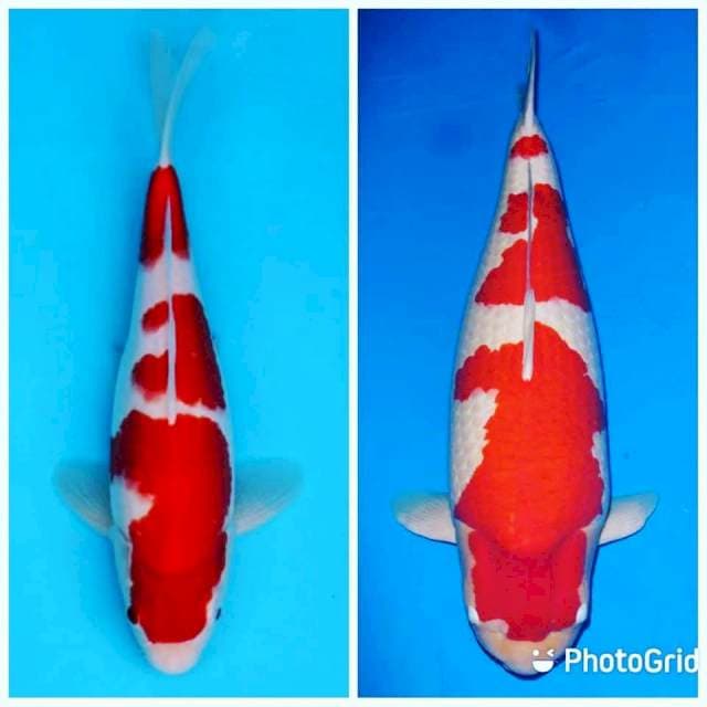 Kohaku Super Red