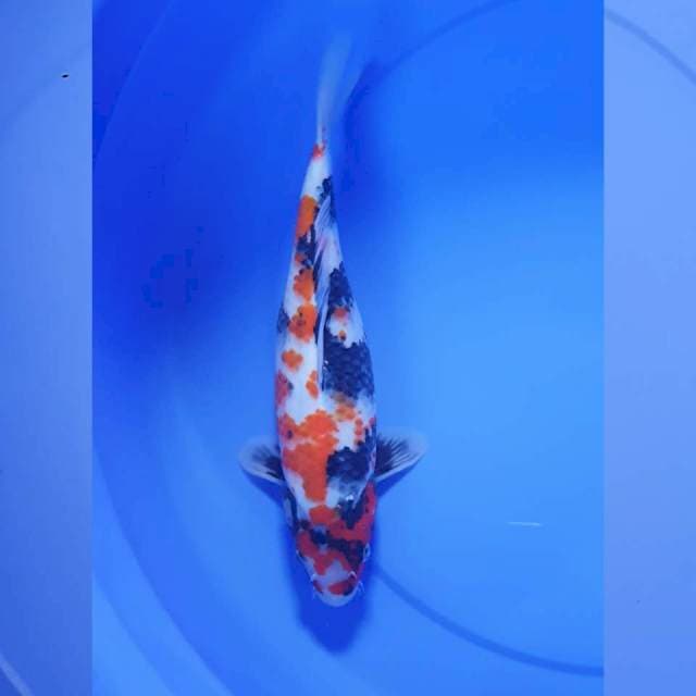 Showa 33cm