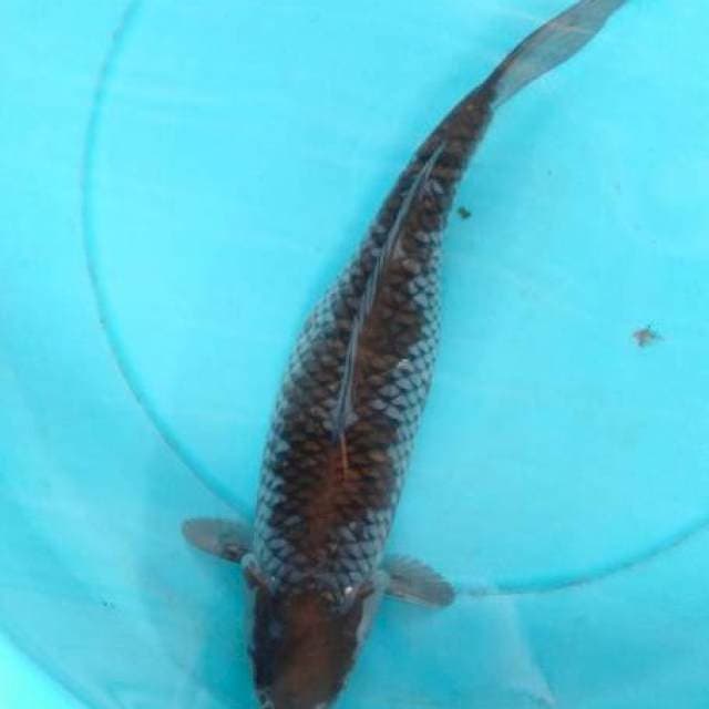 Ochiba 40 up female