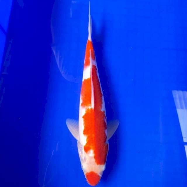 KOHAKU 30 MALE