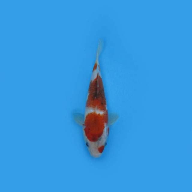 22CM - Goromo