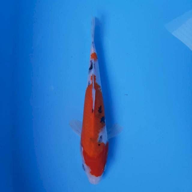 Sanke 21 cm male