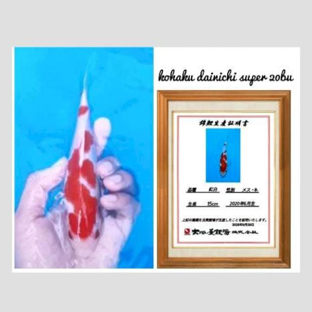 Lelang kilat kohaku import serty 20bu super