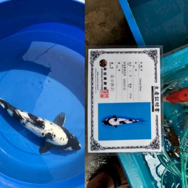 Ginrin Shiro 45bu Shinoda Farm