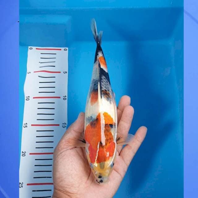 Showa 26cm