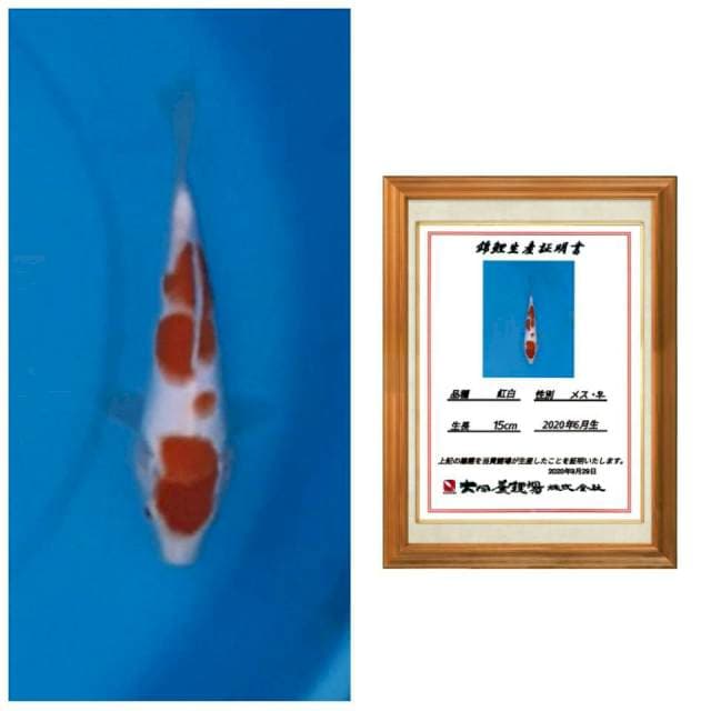Kohaku import punuk bulky calon torpedo