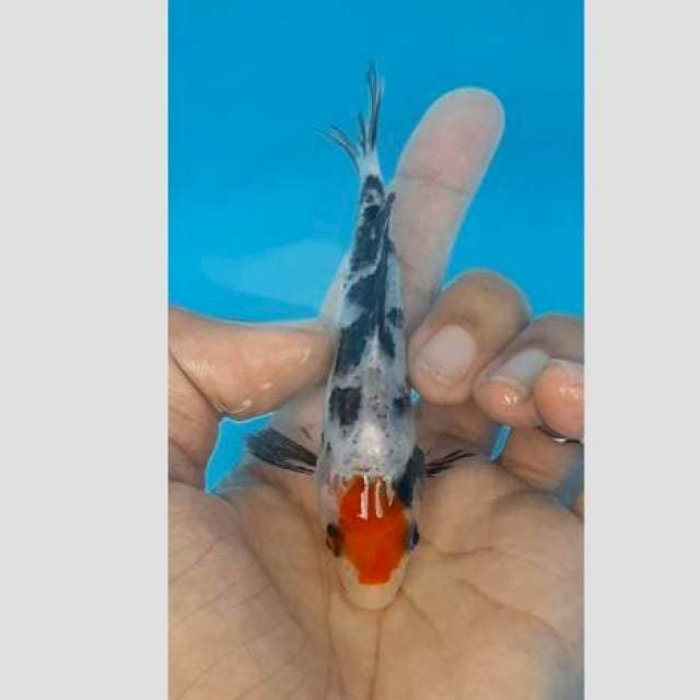 Tancho showa lokal f1 original 15cm
