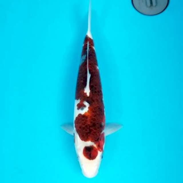 MARUTEN GOROMO 34 CM