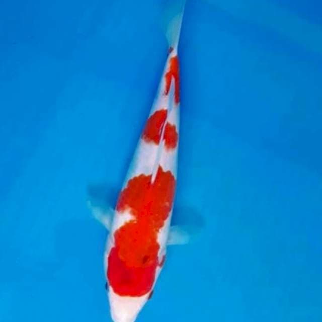 Sanke Tategoi, 25cm