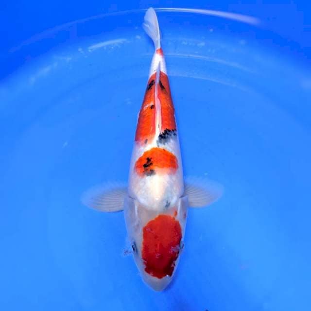 MARUTEN SANKE STRONG 34CM MALE
