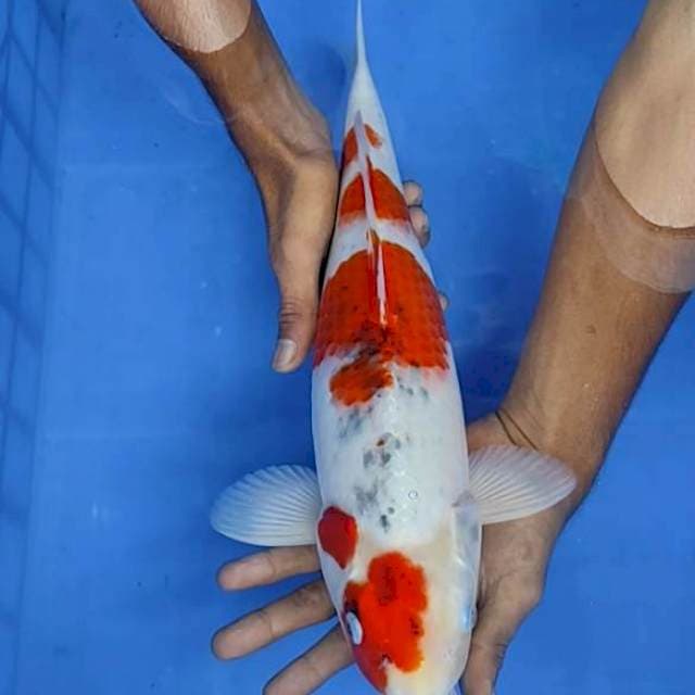 Goshiki 41cm