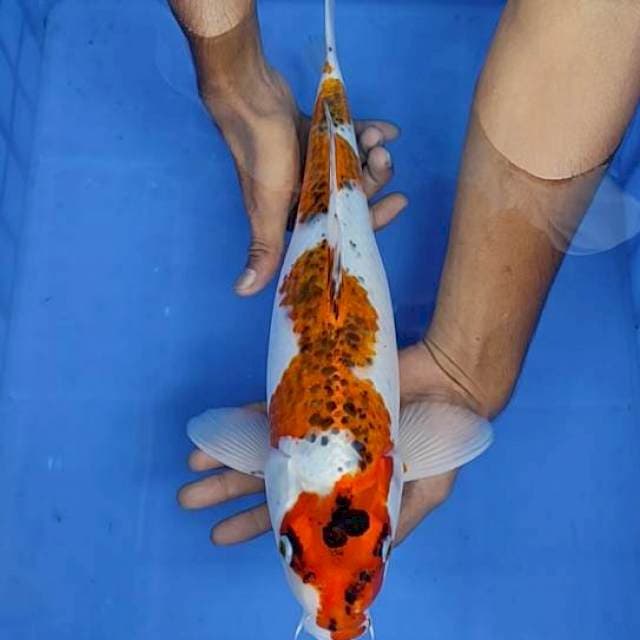 Goshiki 41cm