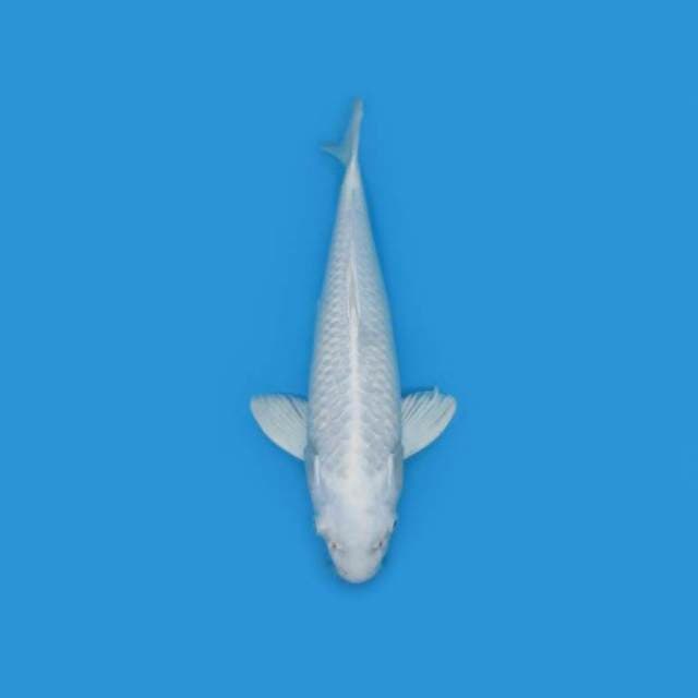 38CM - Platinum Ogon