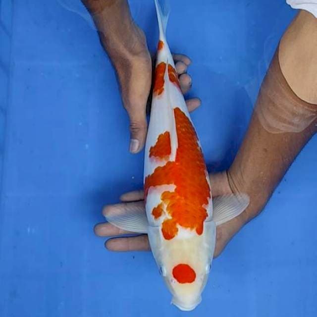Kohaku 37cm