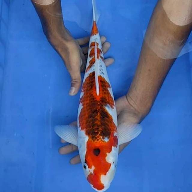 Goshiki 40cm