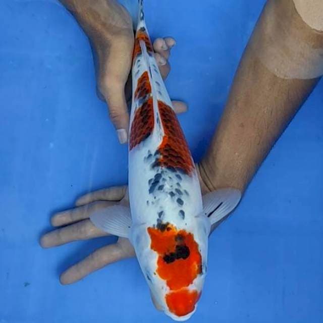 Gosiki 36cm