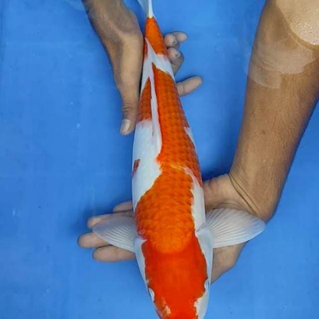Kohaku 41cm