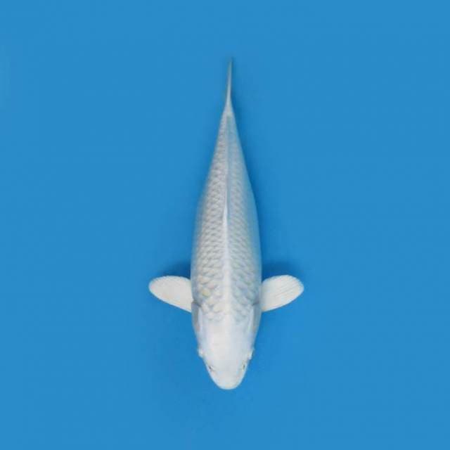 40CM - Platinum Ogon