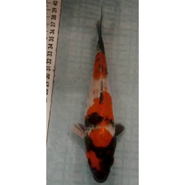 Showa 3 step 19cm
