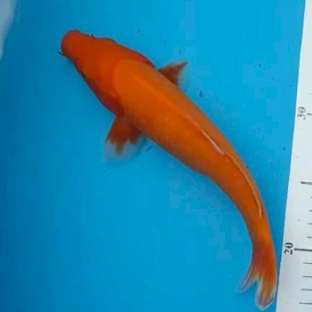 BENIGOI SIZE 23CM