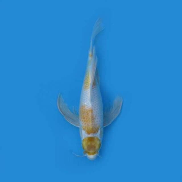 39CM - Maruten Kumpay Hariwake
