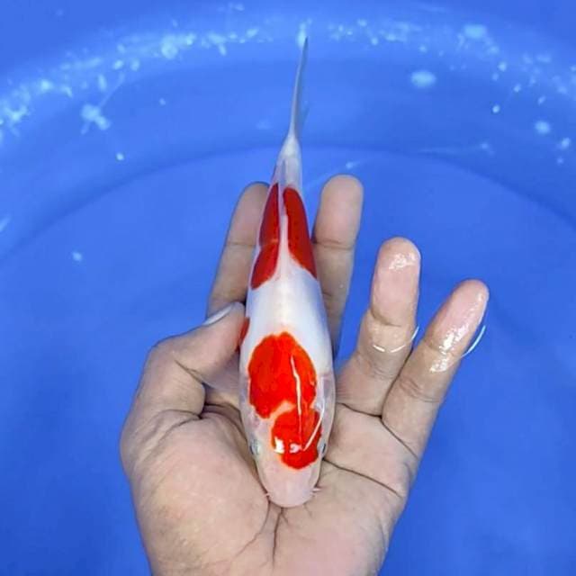 kuhaku doitsu / 18 cm