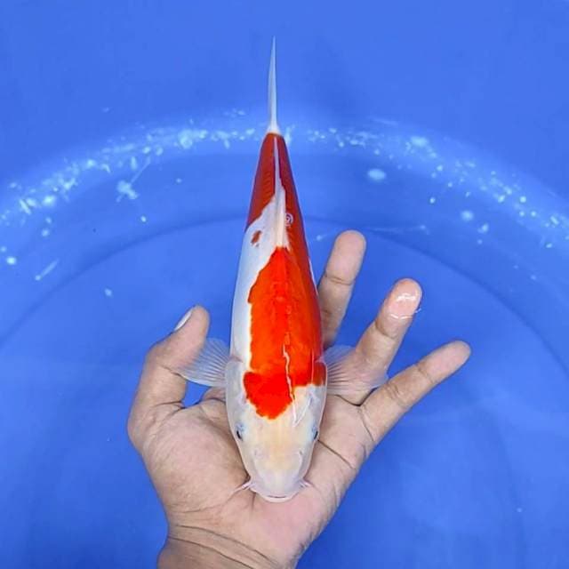 kuhaku doitsu / 26 cm