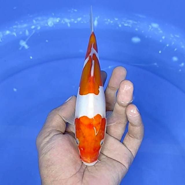 kuhaku doitdu / 21 cm