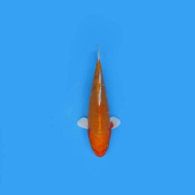 26CM - Orenji Ogon