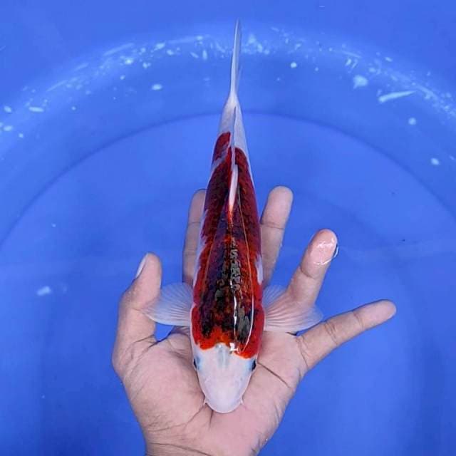 goromo / 25 cm