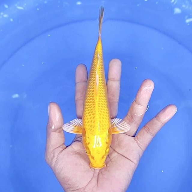 karasi 21/ cm