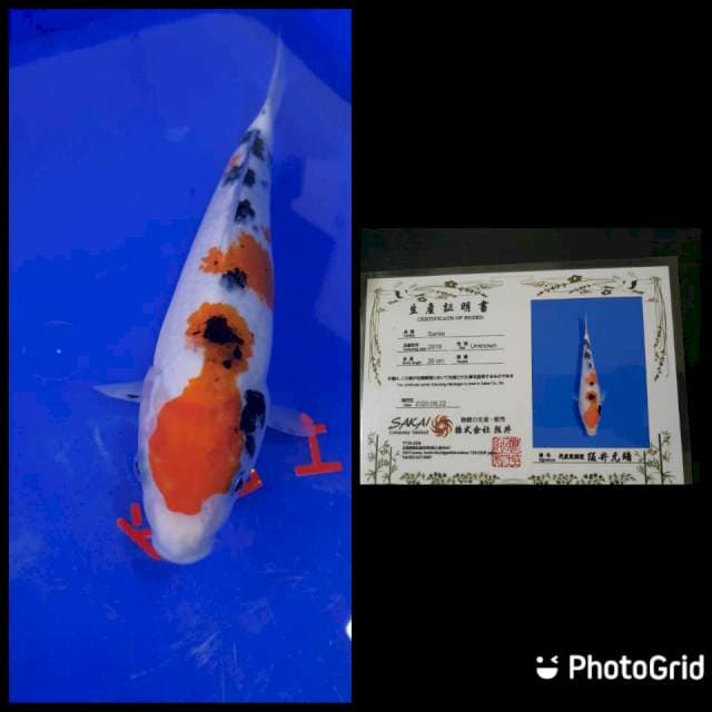 Sanke Import Sakai