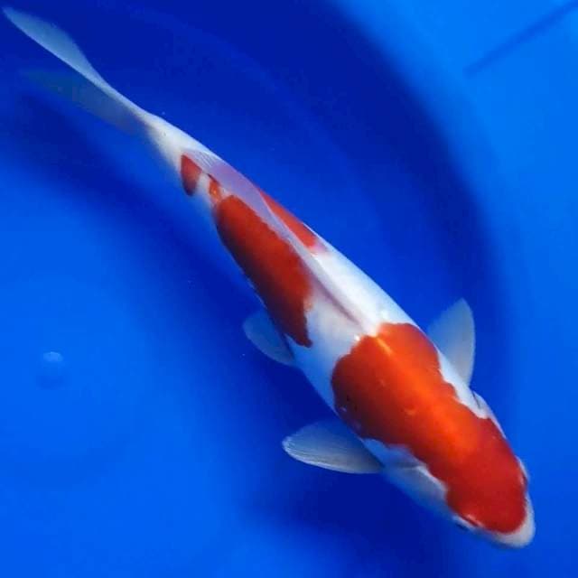 KOHAKU SEMI DOIT 32CM...STRONG..🌶