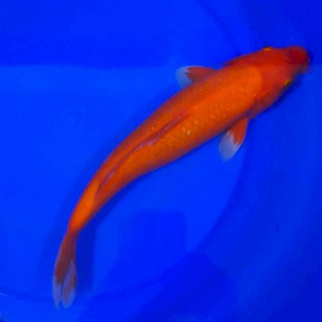 AKA HAJIRO 35CM...STRONG....💪🏻