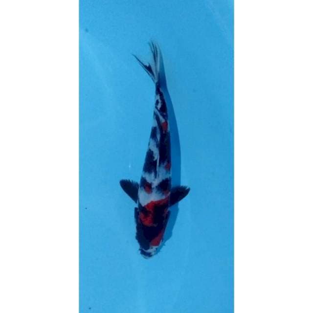 showa merah strong 16 cm