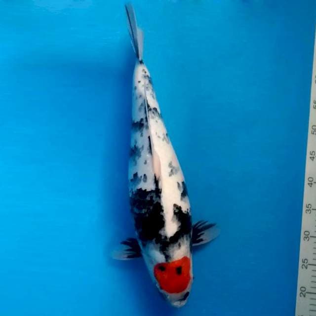 IZUMO 3 ~ TANCHO SHOWA ™