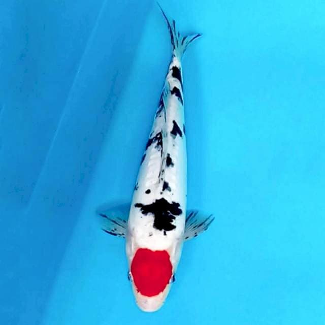 TANCHO SANKE DOITSU ORI, 31CM