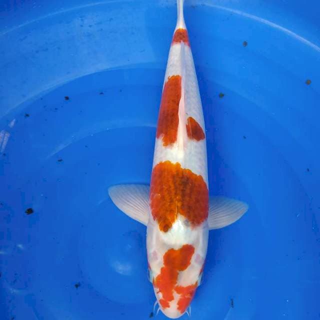 Goromo 39cm