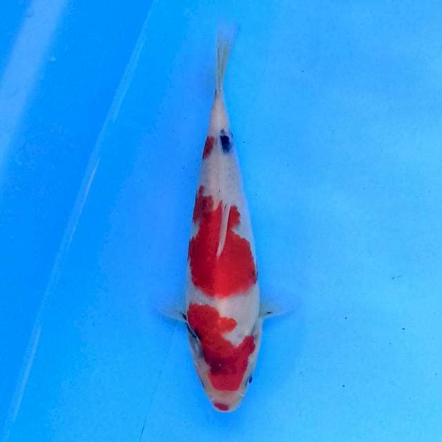 Showa 19 cm