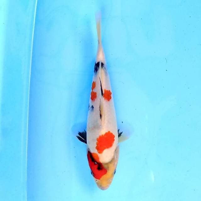 Showa 20 cm