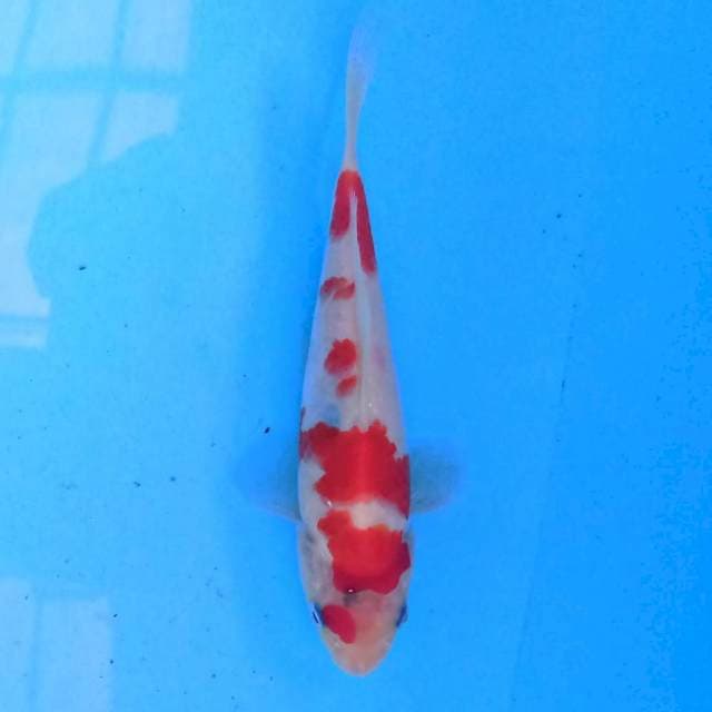 Sanke 17 cm