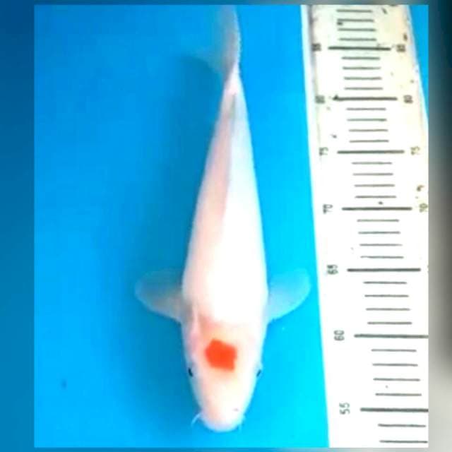 32cm F1 original tancho kohaku momotaro