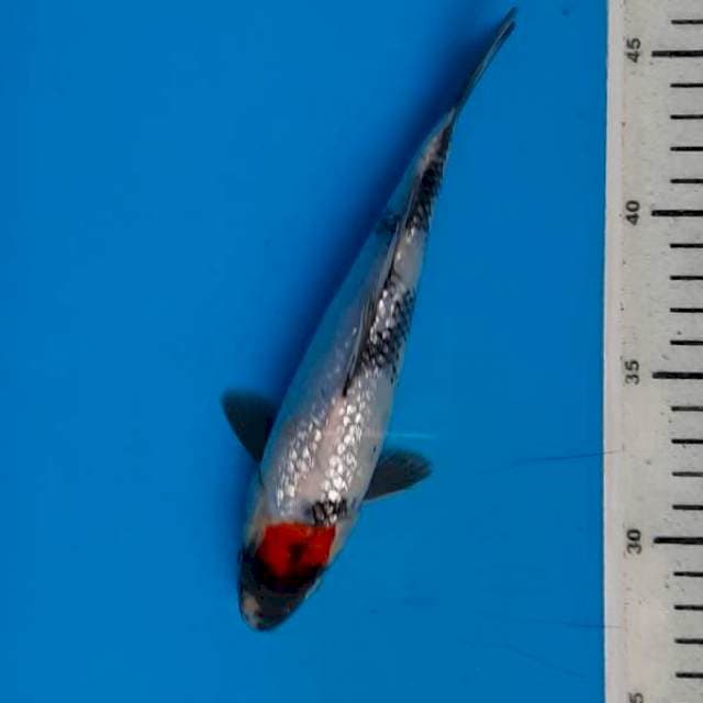 Tancho showa 20cm gindrin