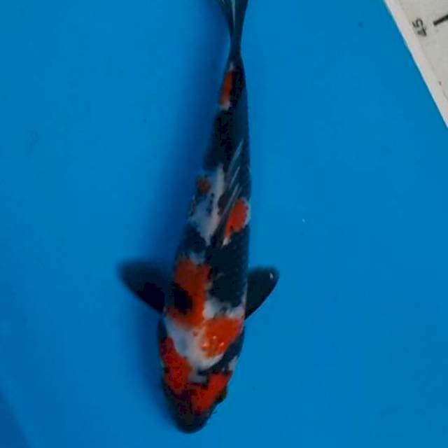 Showa 18cm