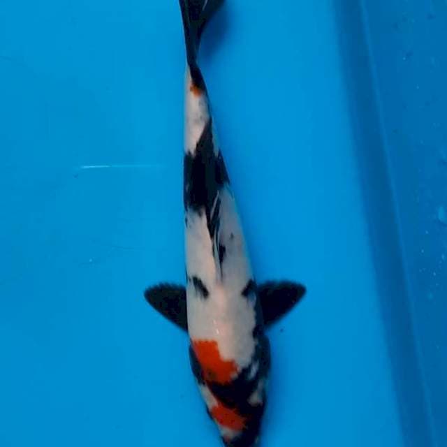Showa 23cm