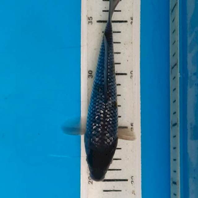 Ochiba 18cm