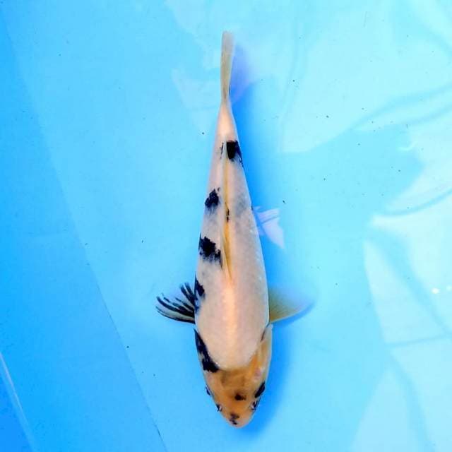 Shiro 20 cm