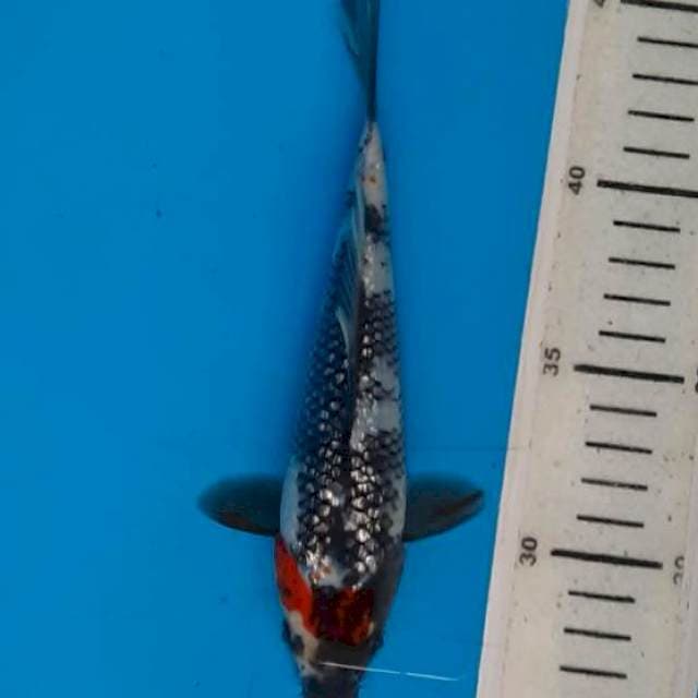 Tancho showa 18cm gindrin