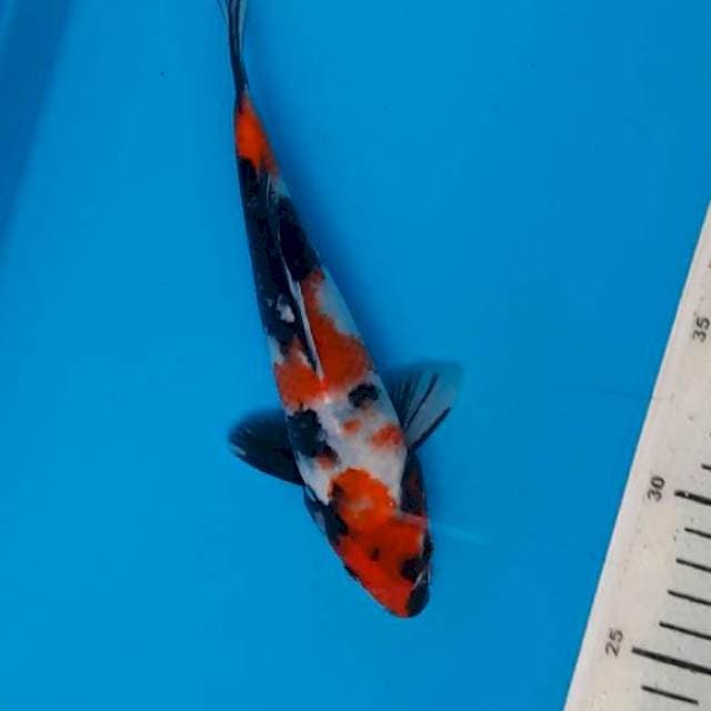 Showa 20cm