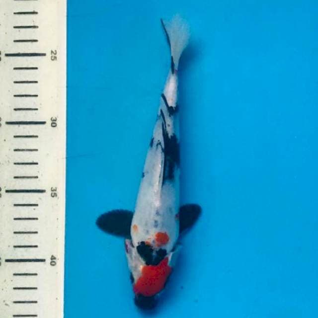 Tancho showa 20cm